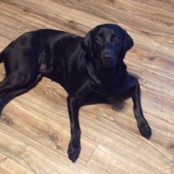 Meet your Posher, Amy - Picture 1 of 1